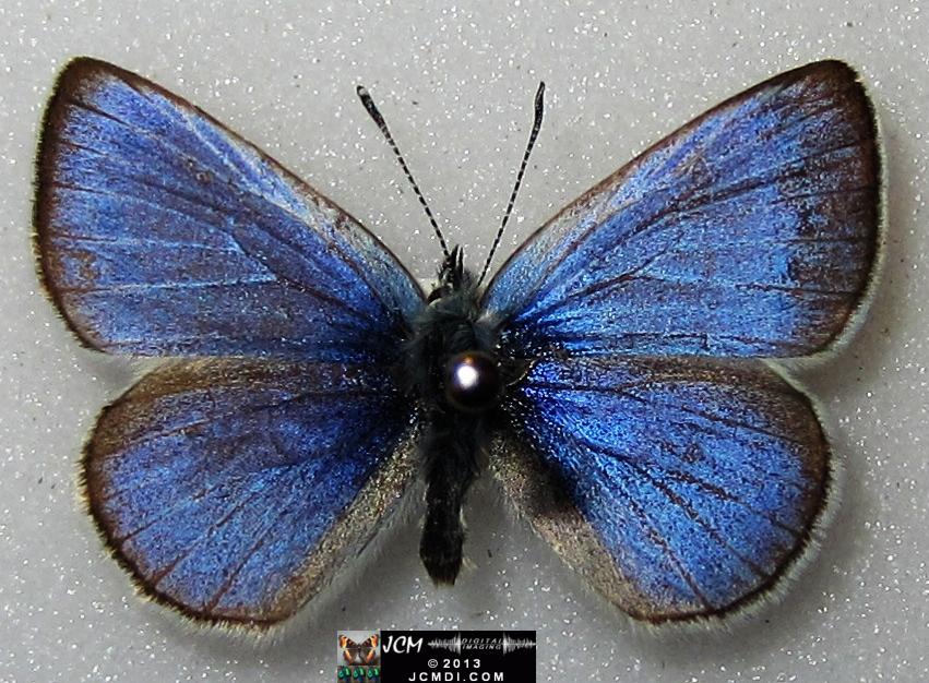 Glaucopsyche lygdamus australis (Southern Blue Butterfly)